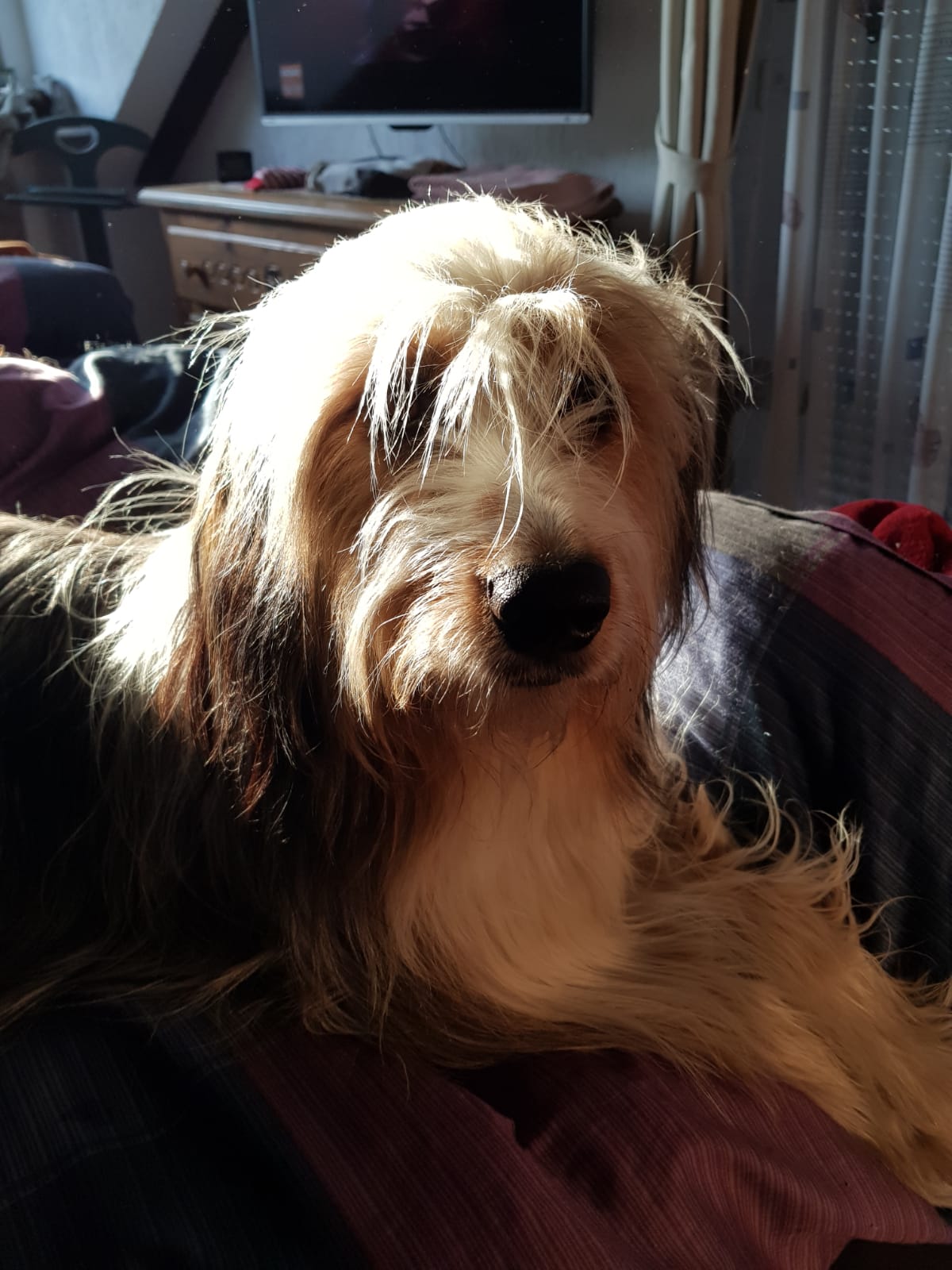 Wäller von der Straubenhalde